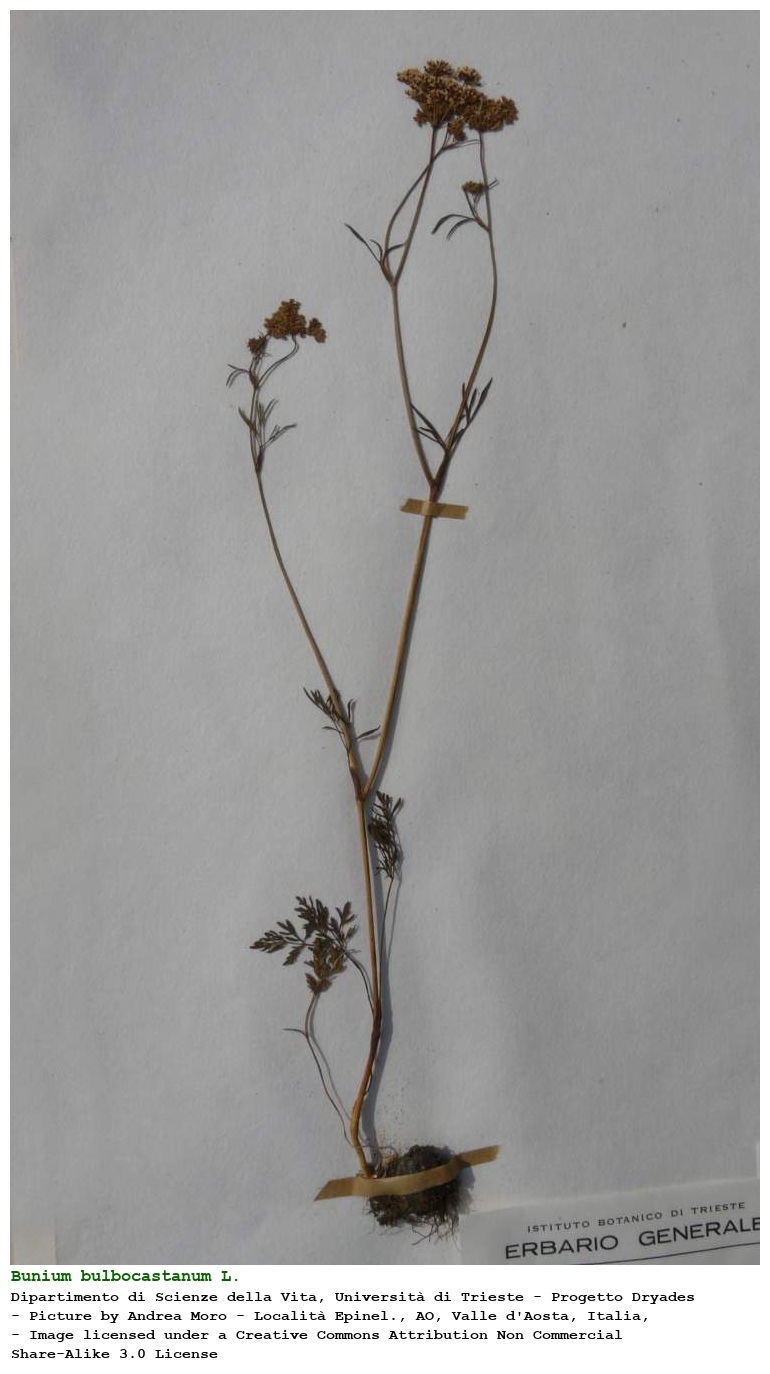 Bunium bulbocastanum L.